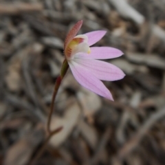 Caladenia carnea at Sutton, NSW - suppressed