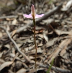 Caladenia carnea at Sutton, NSW - suppressed