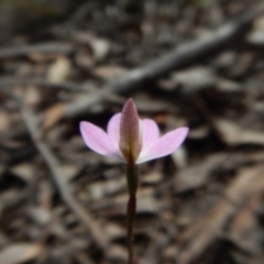 Caladenia carnea at Sutton, NSW - suppressed