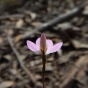 Caladenia carnea at Sutton, NSW - suppressed