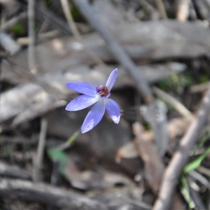 Cyanicula caerulea at Point 4010 - 25 Sep 2016