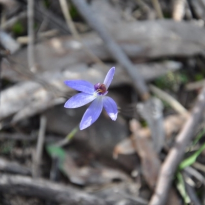 Cyanicula caerulea (Blue Fingers, Blue Fairies) at Aranda Bushland - 25 Sep 2016 by catherine.gilbert