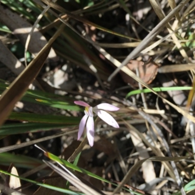 Caladenia fuscata (Dusky Fingers) at Point 83 - 16 Oct 2016 by ibaird