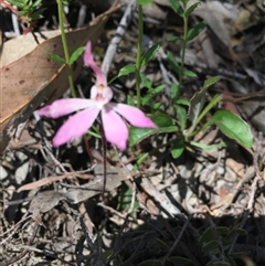 Caladenia fuscata at Point 83 - suppressed