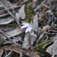 Caladenia fuscata (Dusky Fingers) at Aranda Bushland - 25 Sep 2016 by catherine.gilbert