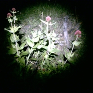 Centranthus ruber at Symonston, ACT - 17 Oct 2016 08:43 PM