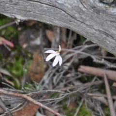 Caladenia fuscata (Dusky Fingers) at Aranda Bushland - 25 Sep 2016 by catherine.gilbert