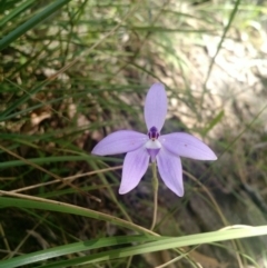 Glossodia major (Wax Lip Orchid) at Acton, ACT - 15 Oct 2016 by EmmaCook