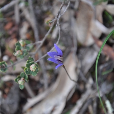 Glossodia major at Aranda Bushland - 25 Sep 2016 by catherine.gilbert