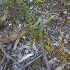 Drosera auriculata (Tall Sundew) at Wanniassa Hill - 17 Oct 2016 by Mike