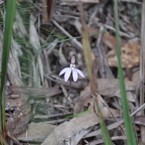 Caladenia fuscata at Point 4010 - 25 Sep 2016