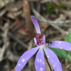 Cyanicula caerulea (Blue Fingers, Blue Fairies) at Acton, ACT - 12 Oct 2016 by ibaird