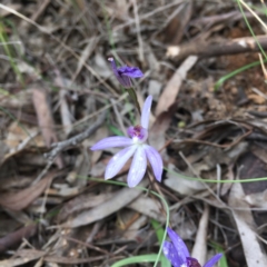 Cyanicula caerulea at Acton, ACT - 12 Oct 2016