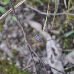 Glossodia major at Aranda Bushland - 25 Sep 2016 by catherine.gilbert