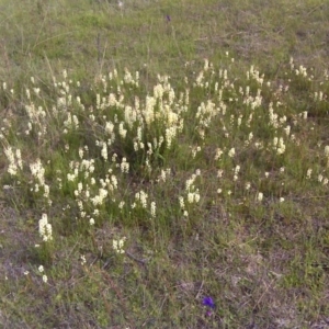 Stackhousia monogyna at Wanniassa Hill - 17 Oct 2016