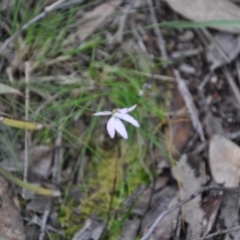 Caladenia fuscata (Dusky Fingers) at Point 4010 - 25 Sep 2016 by catherine.gilbert