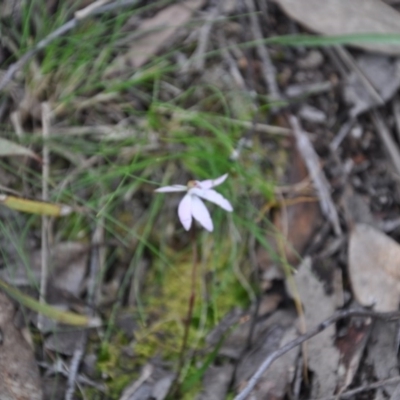 Caladenia fuscata (Dusky Fingers) at Aranda Bushland - 25 Sep 2016 by catherine.gilbert