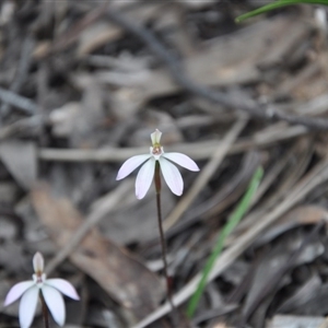 Caladenia fuscata at Point 4010 - suppressed