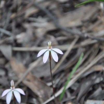 Caladenia fuscata (Dusky Fingers) at Aranda, ACT - 25 Sep 2016 by catherine.gilbert