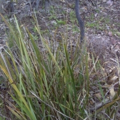 Dianella revoluta var. revoluta (Black-Anther Flax Lily) at Wanniassa Hill - 17 Oct 2016 by Mike