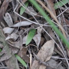 Glossodia major (Wax Lip Orchid) at Aranda Bushland - 25 Sep 2016 by catherine.gilbert