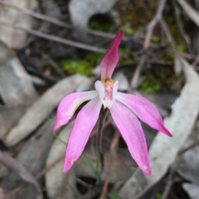 Caladenia fuscata (Dusky Fingers) at Dryandra St Woodland - 12 Oct 2016 by ibaird