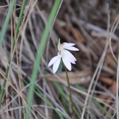 Caladenia sp. (A Caladenia) at Aranda Bushland - 25 Sep 2016 by catherine.gilbert