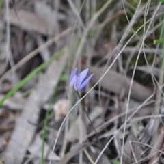 Glossodia major at Aranda Bushland - 25 Sep 2016 by catherine.gilbert