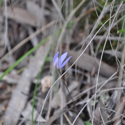 Glossodia major at Aranda Bushland - 25 Sep 2016 by catherine.gilbert