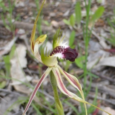 Caladenia atrovespa (Green-comb Spider Orchid) at Wanniassa Hill - 17 Oct 2016 by Mike