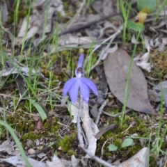 Cyanicula caerulea (Blue Fingers, Blue Fairies) at Point 4010 - 25 Sep 2016 by catherine.gilbert