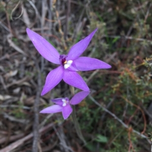 Glossodia major at Acton, ACT - 12 Oct 2016