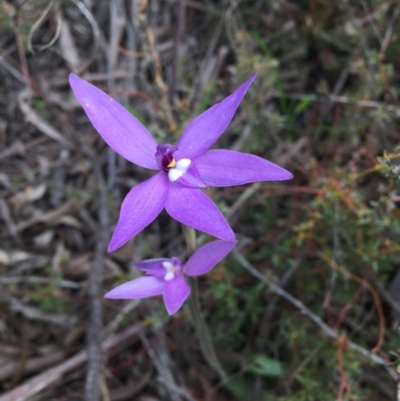 Glossodia major (Wax Lip Orchid) at Acton, ACT - 12 Oct 2016 by ibaird