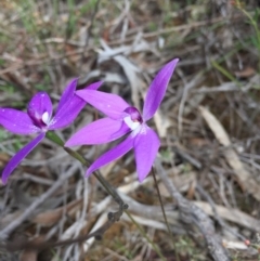 Glossodia major at Acton, ACT - 12 Oct 2016