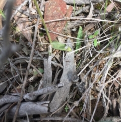 Glossodia major at Acton, ACT - 12 Oct 2016