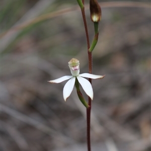 Caladenia moschata at Point 5810 - 16 Oct 2016