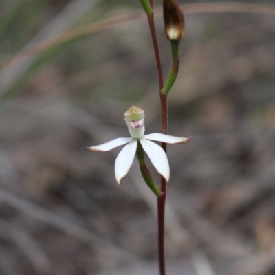 Caladenia moschata (Musky Caps) at Point 5810 - 16 Oct 2016 by Jo