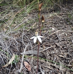 Caladenia moschata at Point 5810 - 16 Oct 2016