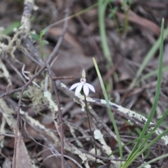 Caladenia fuscata (Dusky Fingers) at Aranda, ACT - 25 Sep 2016 by catherine.gilbert