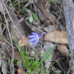 Cyanicula caerulea at Point 4010 - 25 Sep 2016