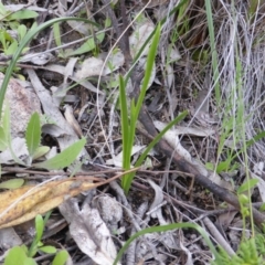 Diuris sp. (A Donkey Orchid) at Wanniassa Hill - 17 Oct 2016 by Mike