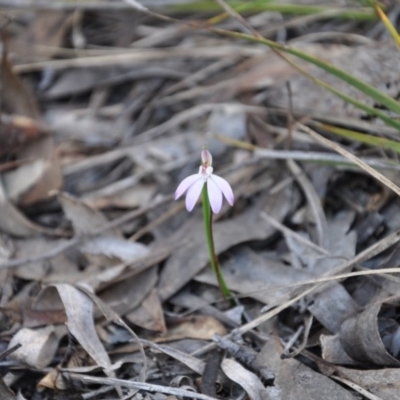 Caladenia fuscata (Dusky Fingers) at Aranda Bushland - 25 Sep 2016 by catherine.gilbert