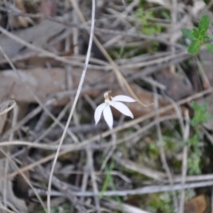Caladenia fuscata (Dusky Fingers) at Point 4010 - 25 Sep 2016 by catherine.gilbert