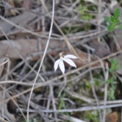 Caladenia fuscata (Dusky Fingers) at Aranda, ACT - 25 Sep 2016 by catherine.gilbert