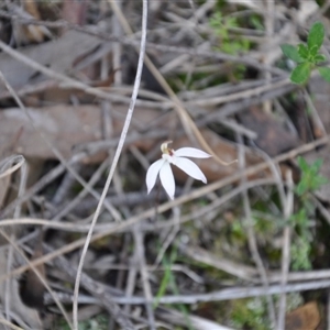 Caladenia fuscata at Point 4010 - suppressed