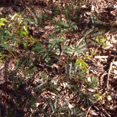 Acacia terminalis (Sunshine Wattle) at Wanniassa Hill - 17 Oct 2016 by Mike