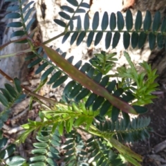 Acacia terminalis at Wanniassa Hill - 17 Oct 2016