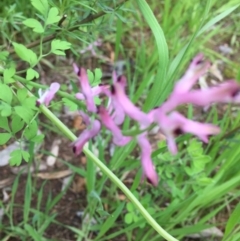 Fumaria sp. (Fumitory) at Dryandra St Woodland - 12 Oct 2016 by ibaird