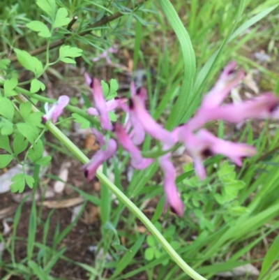 Fumaria sp. (Fumitory) at Dryandra St Woodland - 12 Oct 2016 by ibaird