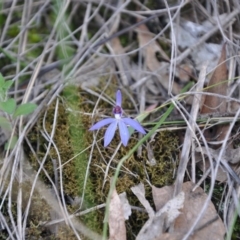 Cyanicula caerulea (Blue Fingers, Blue Fairies) at Point 4010 - 25 Sep 2016 by catherine.gilbert
